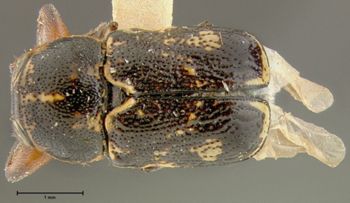Media type: image;   Entomology 24965 Aspect: habitus dorsal view
